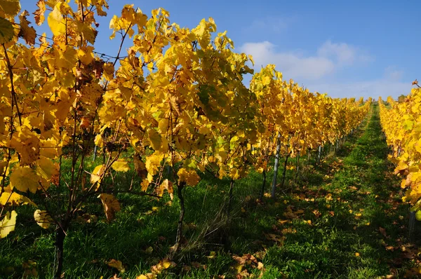 Wijngaard. het Rijndal, Duitsland — Stockfoto