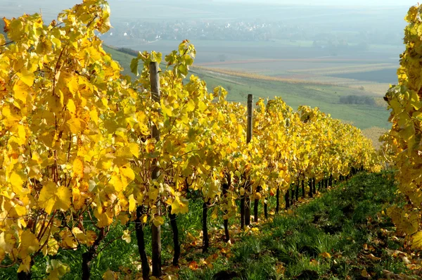 Виноградник, Рейн-фон, Германия — стоковое фото