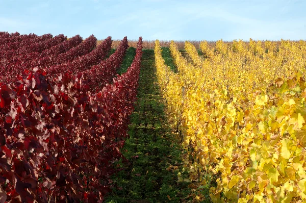 Виноградник. Долині Рейну, Німеччина — стокове фото