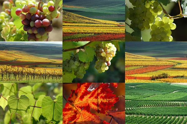 Grape and vineyard collection — Stock Photo, Image