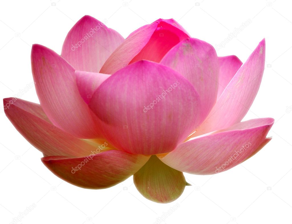 Lotus, isolated on white