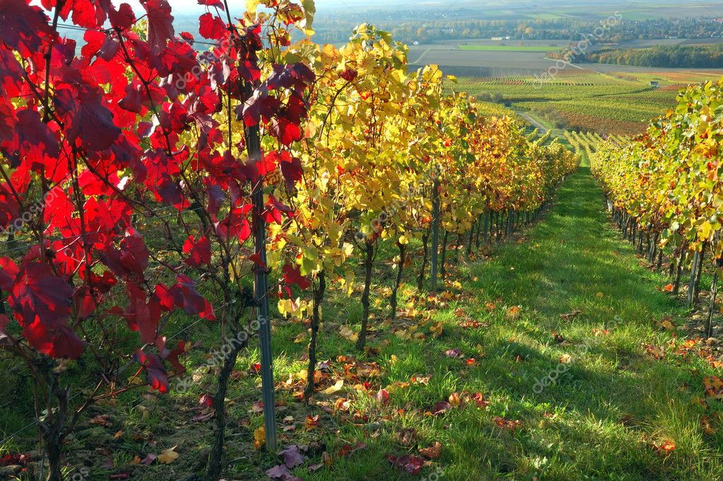 Vineyard, The Rhine Valley, Germany — Stock Photo © miltonia #1669363