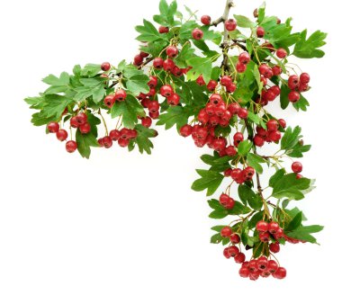 Hawthorn clipart