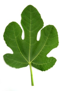 Fig leaf clipart