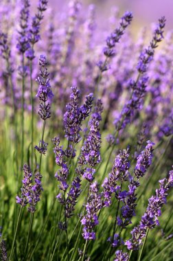 Lavender, Provence, France clipart