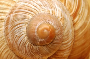 Snail's shell clipart