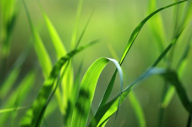 Green grass background clipart