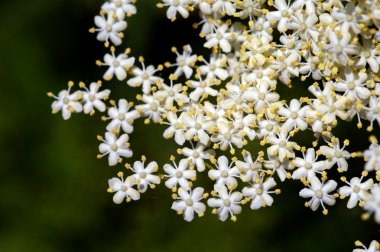 doğal arka plan, elderflo yakın çekim