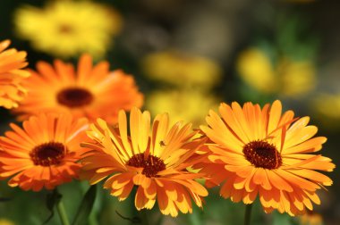 Marigold flowers clipart