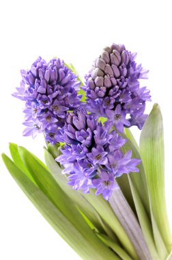 Blue hyacinth clipart
