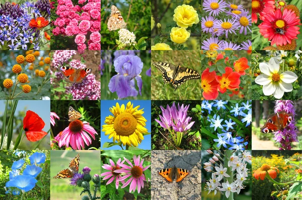 Conjunto de mariposas y flores — Foto de Stock