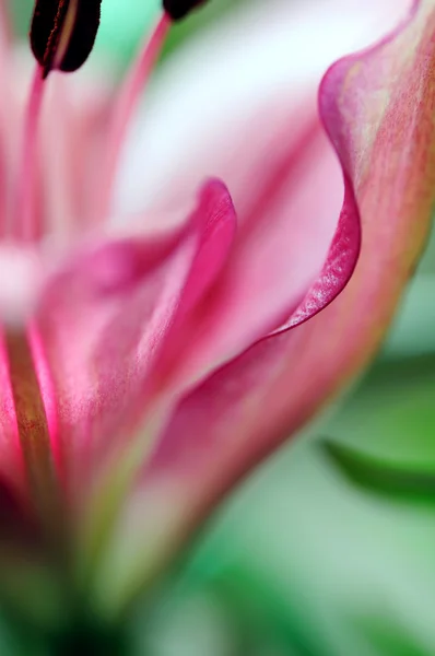 Цветочный абстакт - Розовая лилия (мягкий фокус ) — стоковое фото