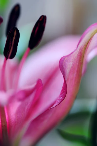 Abstenerse floral - Lirio rosado (enfoque suave ) — Foto de Stock