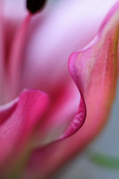Floral abstact - Pink lily (soft focus) — Stock Photo, Image