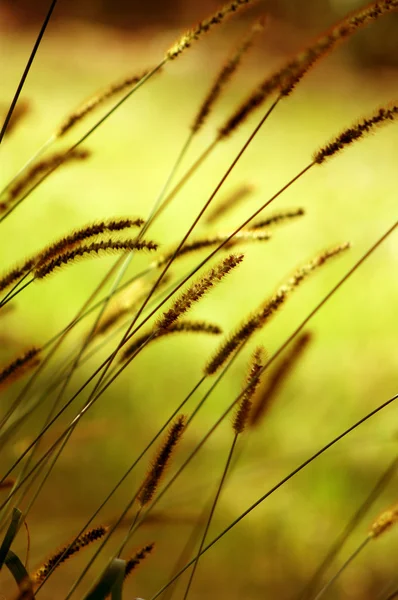 Gräs med grön bakgrund — Stockfoto