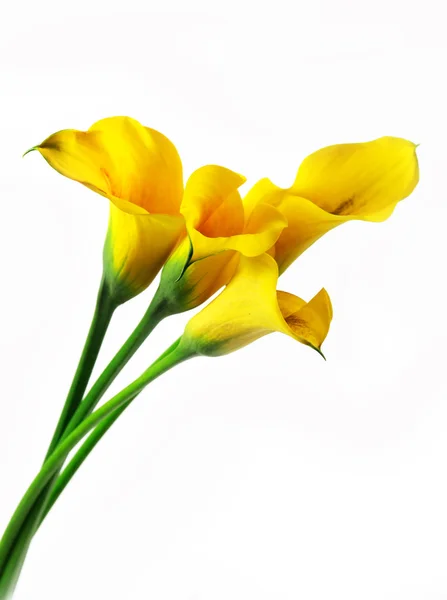 Yellow callas — Stock Photo, Image
