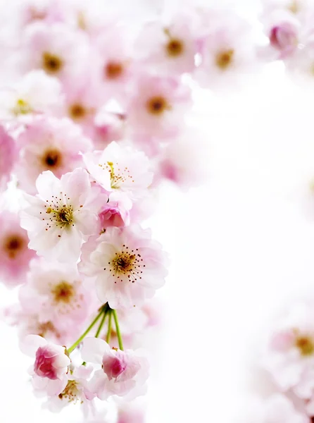 Мягкий розовый цветок — стоковое фото