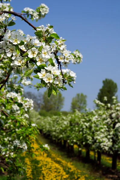Árvores de maçã floridas — Fotografia de Stock