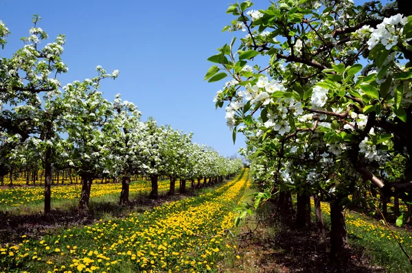 Blühende Apfelbäume — Stockfoto