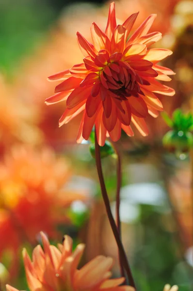 Dahlia orange — Photo