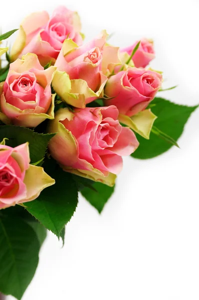 Ijsbaan rozen — Stockfoto