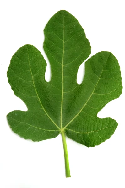 Fig leaf — Stock Photo, Image
