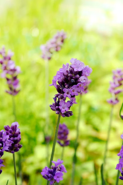 Lavendel, — Stockfoto