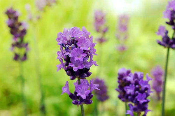 Lavendel, — Stockfoto
