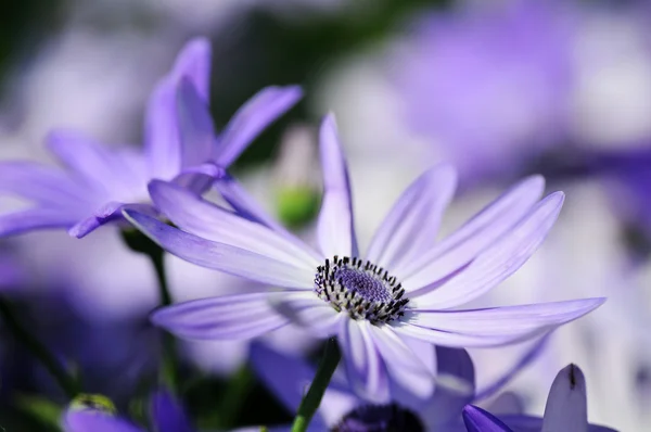 Fundo floral (foco suave ) — Fotografia de Stock