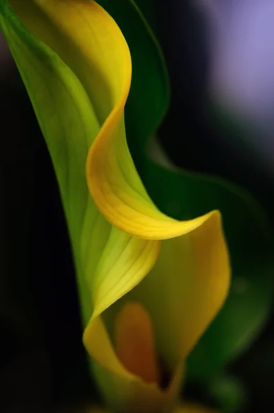 Calla abstracta amarilla (DOF poco profundo ) — Foto de Stock