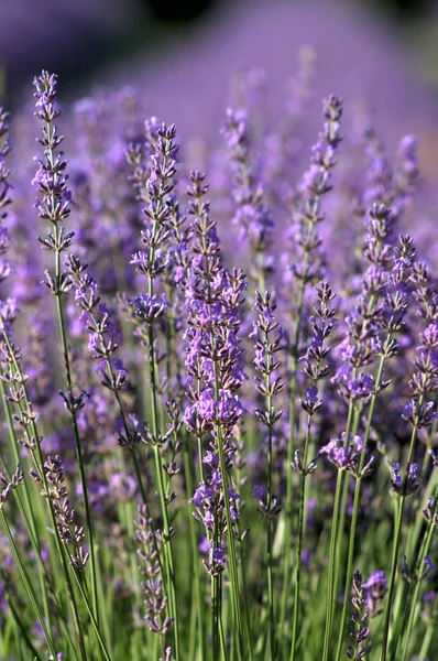 Lavendel, provence, Frankrijk — Stockfoto