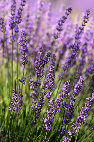 Lavendel, provence, Frankrike — Stockfoto