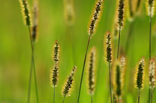 Gras met groene achtergrond — Stockfoto