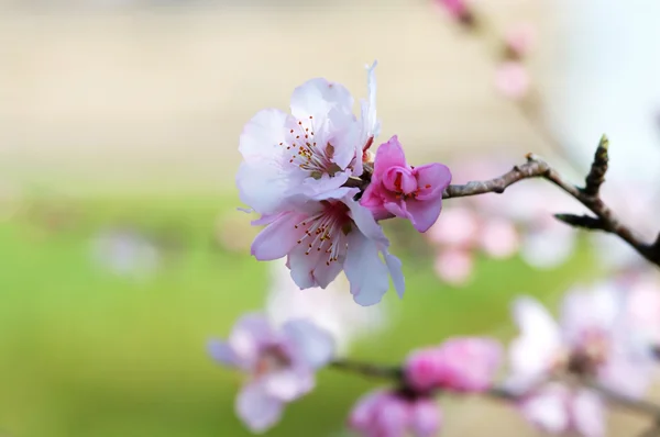Kiraz ağacı çiçeği — Stok fotoğraf