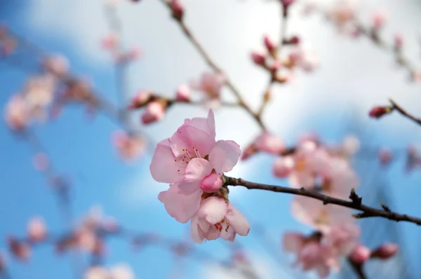 꽃이 만발한 벚꽃 나무 — 스톡 사진