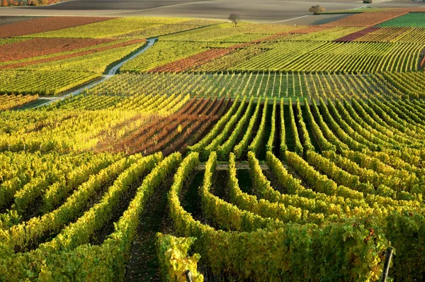 Виноградник. Рейн против Рейна, Германия — стоковое фото