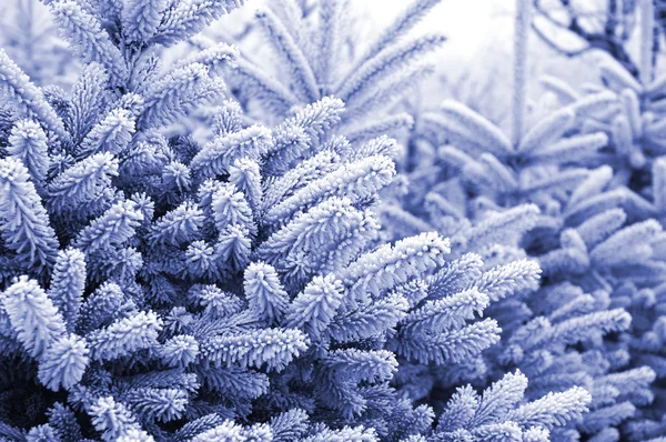(파란색 톤으로 눈과 소나무) — 스톡 사진