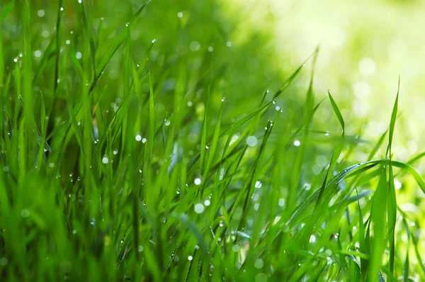 stock image Green grass background