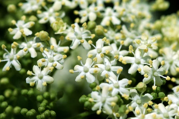 stock image Natural background, close-up of elderflo