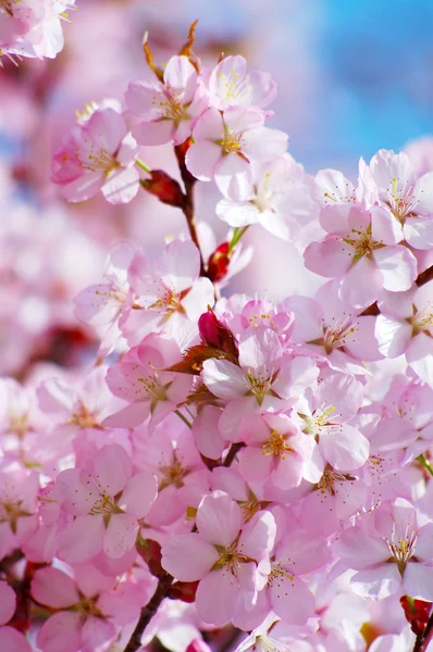 盛开的樱花树 — 图库照片