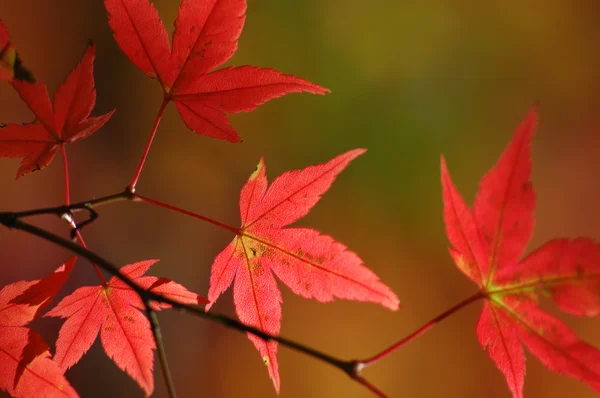 Красный японский кленовый фон — стоковое фото