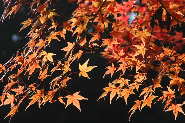 Japanese maple background — Stock Photo, Image