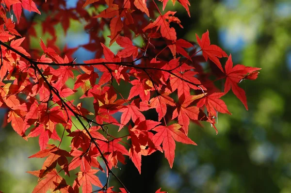 Red maple with green background