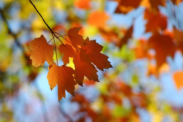 Juharfalevelek őszi színekben — Stock Fotó