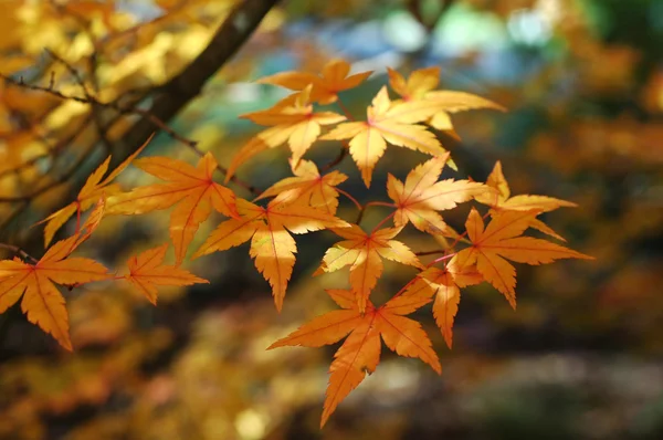 Japanese maple leaves — Stock Photo, Image