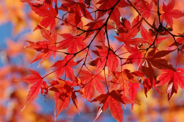 Rosso giapponese acero sfondo — Foto Stock