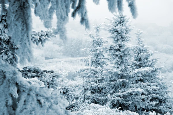 Pijnbomen met sneeuw (in blauw afgezwakt) — Stockfoto