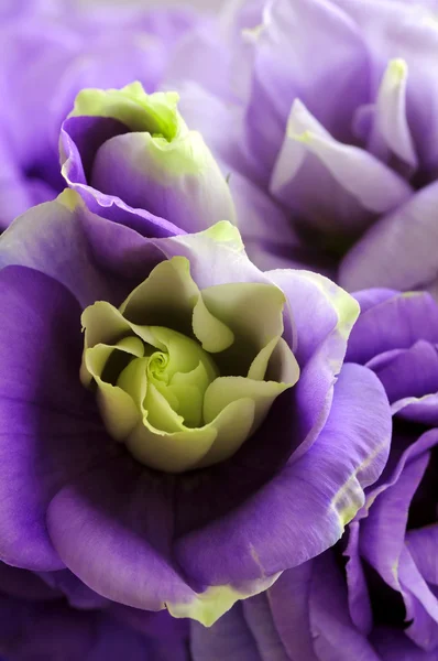 Крупный план цветка Блубелла с каплей росы — стоковое фото