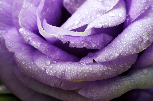 Vértes bluebell virág harmat csepp — Stock Fotó