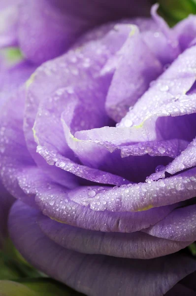 Крупный план цветка Блубелла с каплей росы — стоковое фото